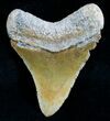 Uniquely Colored Megalodon Tooth - Sharp #5643-1